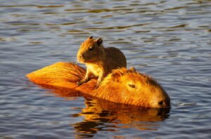 Por que a capivara é considerada o animal mais amigável do mundo?