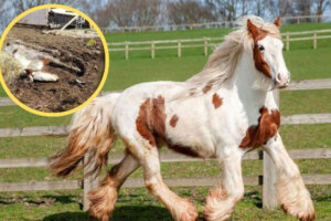 No último momento, eles conseguem salvar uma égua prestes a morrer e dar a ela uma segunda chance.