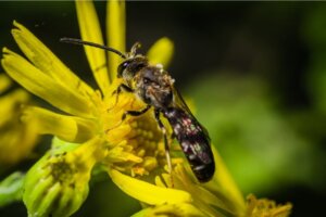 5 curiosidades sobre as abelhas-gigantes