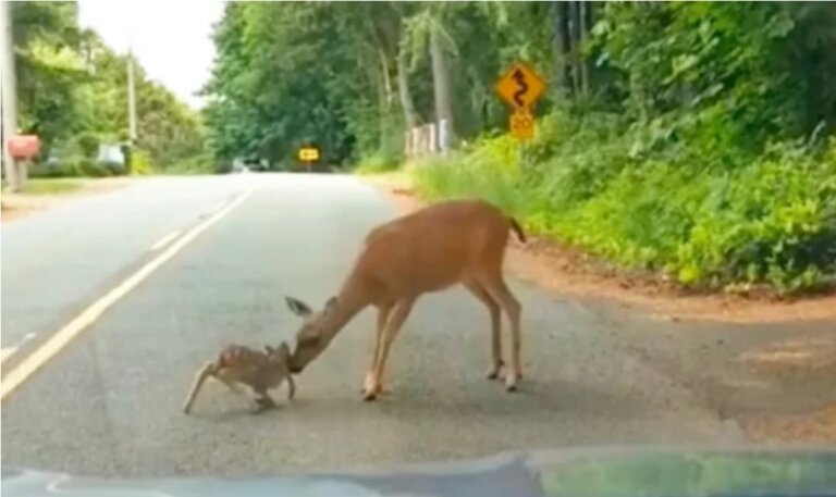 Mamãe cerva não desiste e salva seu filhote no meio da estrada