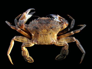 7 curiosidades sobre as navalheiras