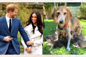 Salva de um criadouro! Príncipe Harry e Meghan Markle adotam cachorrinha de 7 anos