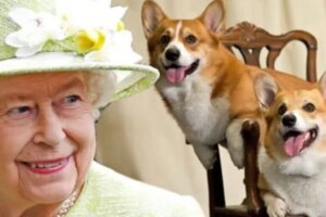Companheiros da coroa: conheça os cães inseparáveis da rainha Elizabeth e seu amor por eles