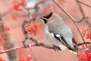 A tagarela-europeia: habitat, características e reprodução