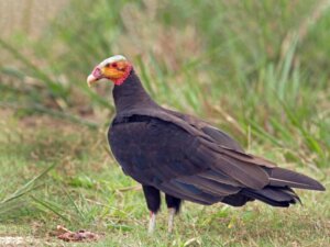 5 aspectos curiosos do urubu-de-cabeça-amarela
