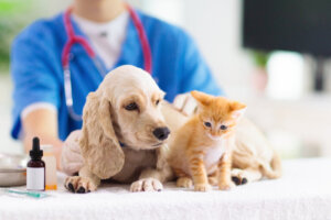 Conselhos veterinários para adoção responsável de cães e gatos