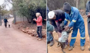 Acabou a espera! Cachorrinho de 6 anos não consegue esconder sua alegria ao ser adotado