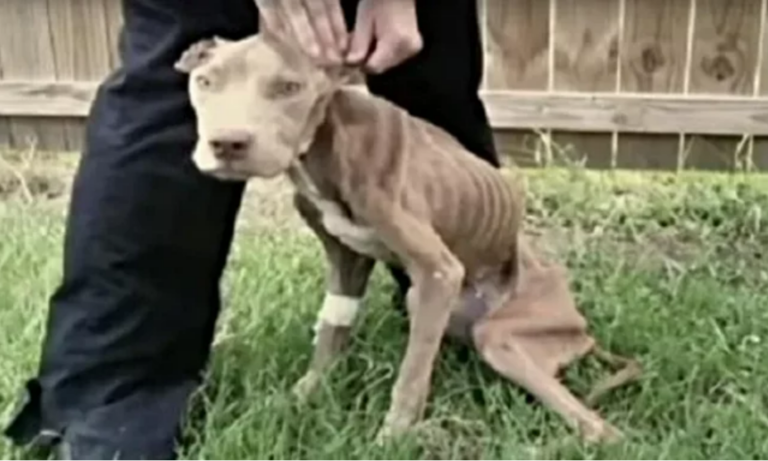 A vida de uma cachorrinha esquelética foi salva no último segundo