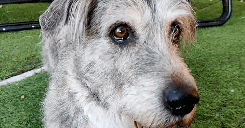 Minha cadela tem medo de fogos de artifício: o que fazer?