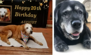 Fotografias de cães idosos que vão emocionar com sua doçura eterna