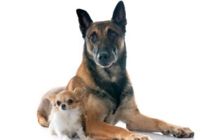 Por que meu cachorro adulto morde o filhote?