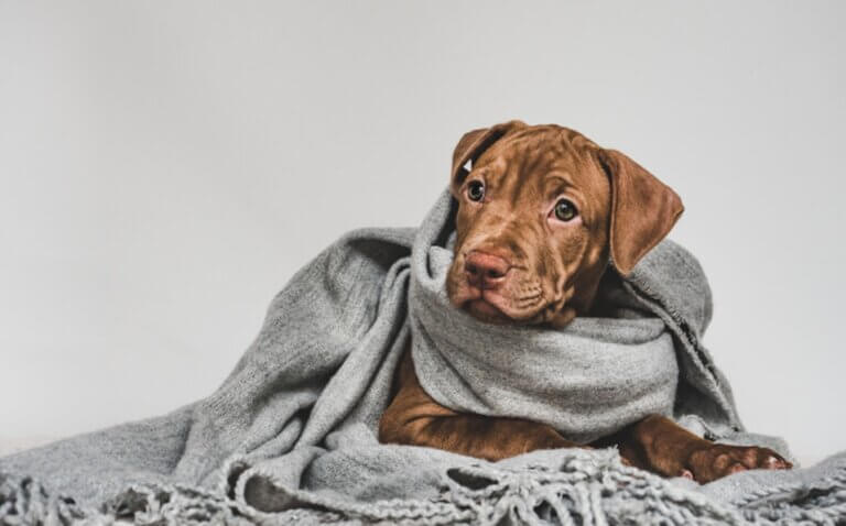 Cachorros sentem frio: mito ou realidade?
