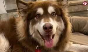 Salvaram a vida dele! Cachorro resgatado de matadouro agora ajuda crianças em terapia