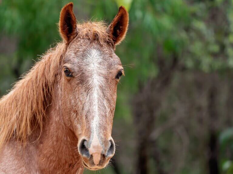 Como manter o peso em cavalos mais velhos