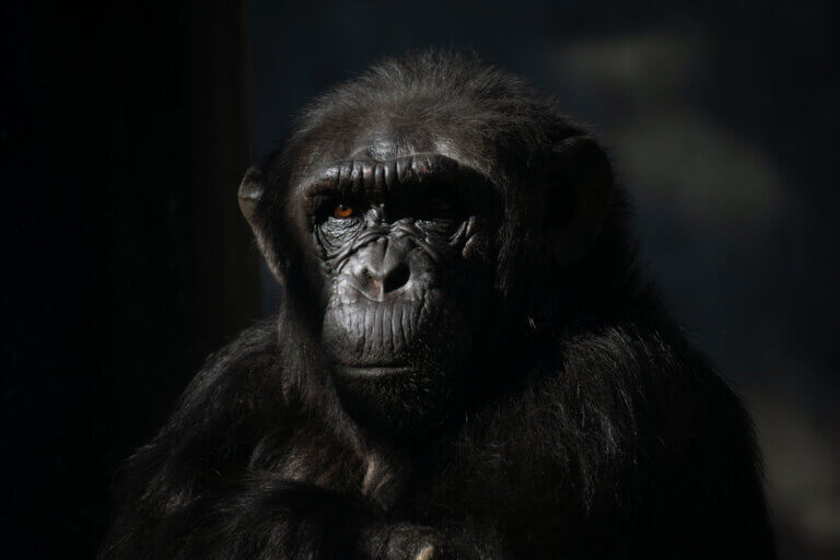 Por que chimpanzés fêmeas evitam humanos? Descubra!