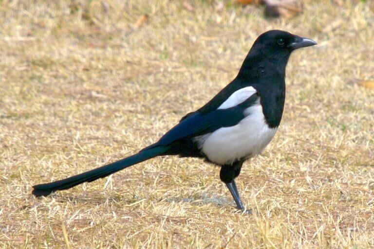 Aspectos curiosos da Pica serica