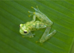 Segredos da transparência das rãs-de-vidro