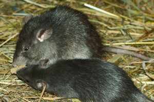 Ratos invasores e sua influência em peixes de recife