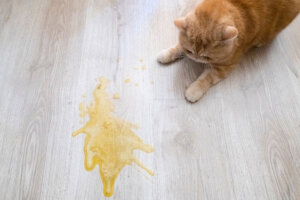 Seu gato vomita depois de comer?