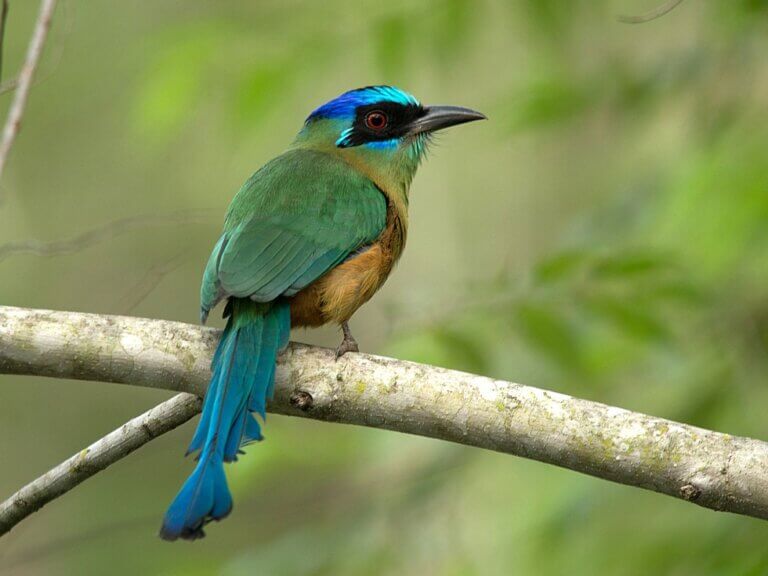 Udu-de-coroa-azul: habitat e características