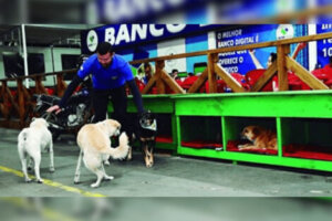 Em um posto de gasolina, funcionários adotaram cachorros sem-teto e construíram casas para eles