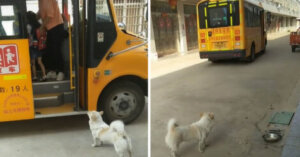 Cachorrinho sempre espera o ônibus com sua pequena humana