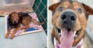 Esse cachorrinho havia perdido a esperança, mas foi resgatado antes de ser sacrificado
