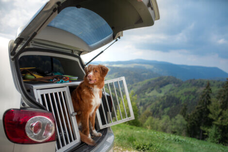 Guia para viajar com seu animal de estimação com segurança