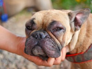 Rosto inchado em cães: causas, sintomas e tratamento