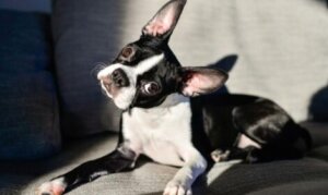 Por que é perigoso cortar o rabo do cachorro?