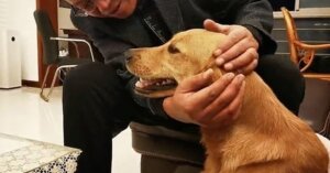 Cadela caminhou por semanas para voltar para sua família