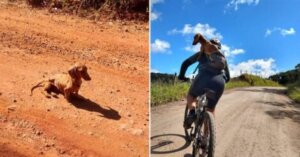 Ciclistas resgatam cachorrinho na estrada: vai para casa com eles