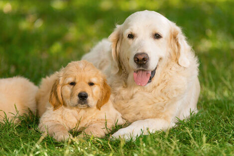 De que tamanho o seu filhote vai ficar?