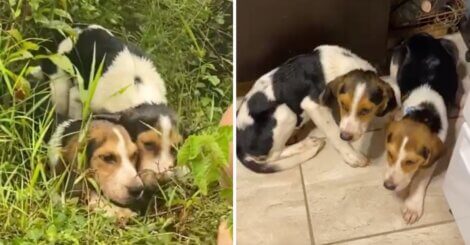 "A chegada dele mudou nossas vidas": filhotes foram encontrados no meio do mato e hoje fazem parte de uma família
