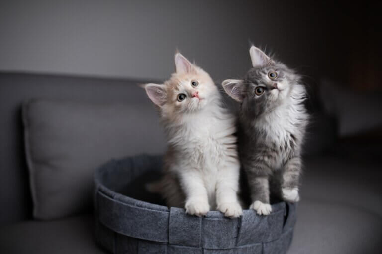 Feromônios para gatos: o que são e como usar?