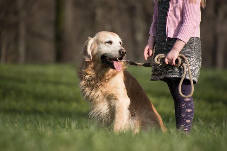 Dicas e cuidados com o pelo do golden retriever
