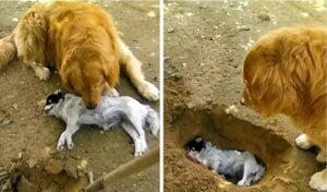 Comovente história de um cachorrinho que perdeu seu companheiro e não quer que o enterrem!