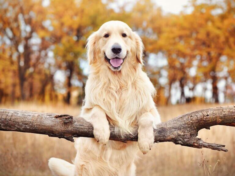 7 curiosidades do golden retriever