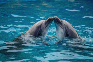 Você conhece animais que fazem sexo por prazer?