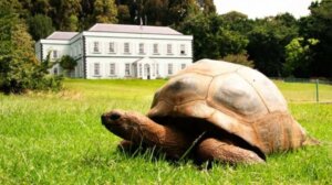 Animal terrestre mais antigo do mundo: o Jonathan tem 190 anos