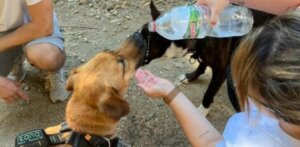 Muitos espanhóis cuidariam dos animais de estimação dos vizinhos para mitigar o abandono de animais