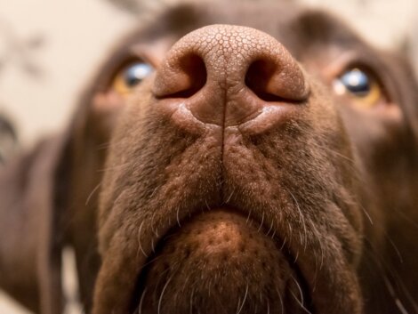 Cheiros que os cães não suportam