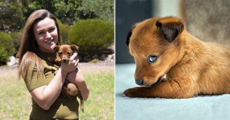 Cachorrinho encontrado dentro de sacos de ração é adotado por suas salvadoras