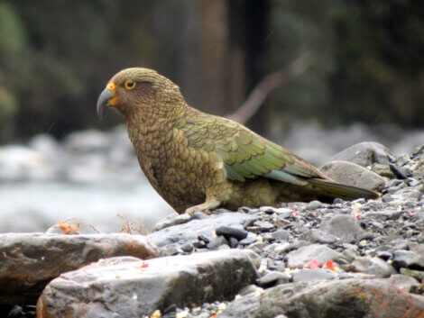 Nestor notabilis, o papagaio com fome de conhecimento