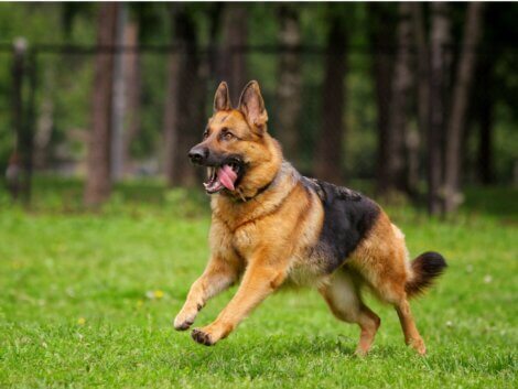 As 11 melhores raças de cães pastores