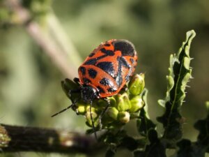 O percevejo-da-tília: habitat, características e reprodução