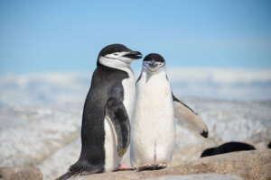 Você sabe por que os pinguins não voam?