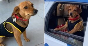 Policiais adotam cadela sem-teto. Agora ela tem seu próprio uniforme