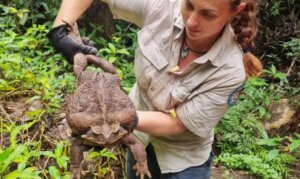 'Toadzilla' descoberto na Austrália pode ser o maior do mundo