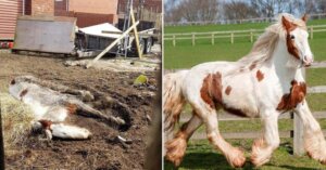 A transformação desse cavalo que esteve à beira da morte é incrível: tudo graças ao amor de seus socorristas